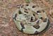 Timber%20Rattlesnake#20006
