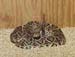diamondback_rattlesnake2