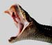 rattle_head